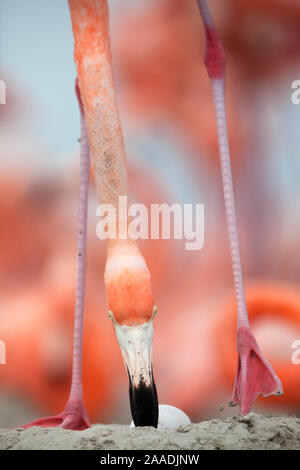 Caribbean Flamingo (Phoenicopterus ruber) rolling egg to side in the nest, Ria Lagartos Biosphere Reserve, Yucatan Peninsula, Mexico, June, June, Finalist in the Portfolio Category of the Terre Sauvage Nature Images Awards 2017. Stock Photo