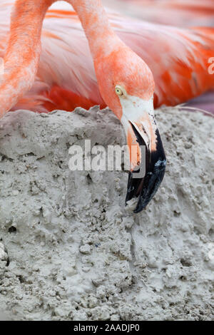 Caribbean Flamingo (Phoenicopterus ruber) building up mud whilst  brooding egg, breeding colony, Ria Lagartos Biosphere Reserve, Yucatan Peninsula, Mexico, June, Finalist in the Portfolio Category of the Terre Sauvage Nature Images Awards 2017. Stock Photo