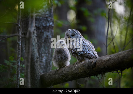 Ural owl (Strix uralensis) adult and chick on branch, Tartu County, Estonia. May. Second Place in the Portfolio category of the Terre Sauvage Nature Images Awards 2017. Stock Photo