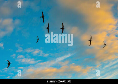 Swift (Apus apus) flock screaming in flight against blue sky and clouds, Monmouthshire, Wales, UK, July.