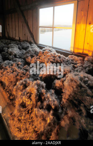 Animals before man in North America (Page 106 Stock Photo - Alamy