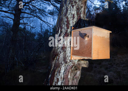 Remote camera shot of Red squirrel (Sciurus vulgaris) emerging from transit box following its translocation from Moray to Plockton, Scotland, UK. Winner of the Documentary Series Category of the British Wildlife Photography Awards (BWPA) 2017. Stock Photo