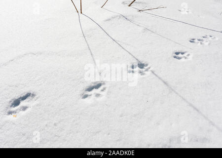 Wild Apennine wolf (Canis lupus italicus) tracks in snow. Central Apennines, Abruzzo, Italy. February. Stock Photo