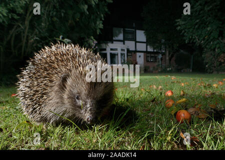 Hedgehog (Erinaceus europaeus) foraging on a lawn in a suburban garden at night, Chippenham, Wiltshire, UK, September.  Taken with a remote camera. Property released. Stock Photo