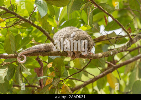 Green ringtail possum (Pseudochirops archeri) , Lumholtz Lodge, Atherton Tablelands, Queensland, Australia Stock Photo