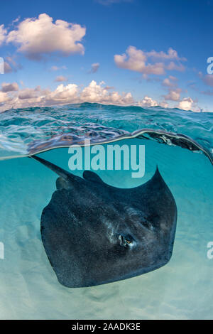 Southern stingray (Dasyatis americana) swimming over sand in shallow water, split level photo with blue sky and clouds. The Sandbar, Grand Cayman, Cayman Islands. British West Indies. Caribbean Sea. Stock Photo