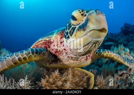 Green turtle (Chelonia mydas) female on a coral reef. Rock Islands, Palau, Micronesia. Tropical west Pacific Ocean. Stock Photo