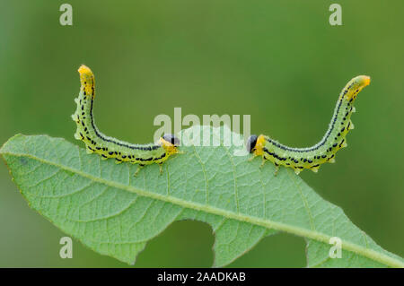 Sawfly larvae (Nematus pavidus) defensive posture, Peatlands Park, County Armagh, Northern Ireland. September. Stock Photo