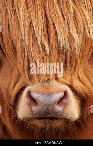 Highland Cow (Bos taurus) close-up, Isle of Mull, Inner Hebrides, Scotland, April. Stock Photo