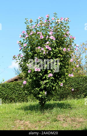 Hibiscus syriacus or Rose of Sharon or Syrian ketmia or Rose mallow or St Josephs rod flowering hardy deciduous shrub plant Stock Photo