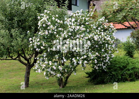 Hibiscus syriacus Red Heart or Rose of Sharon Red Heart variety flowering hardy deciduous shrub plant growing as small decorative tree Stock Photo