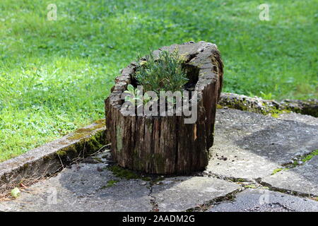 Hollowed out old tree stump filled with dark soil and small plants left in family house backyard on cracked stone tiles surrounded with uncut grass Stock Photo