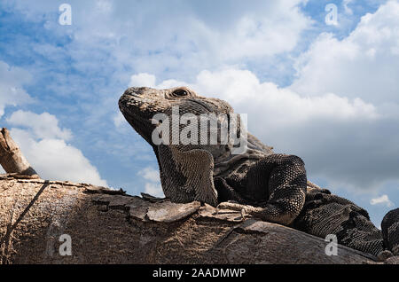 Close up shoot of a Garrobo Iguana on a tree branch near the ruins of Tulum Mexico Stock Photo