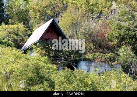 Narrow abandoned red brick vineyard cottage completely surrounded with overgrown densely planted vineyard and tall trees in background on warm sunny Stock Photo