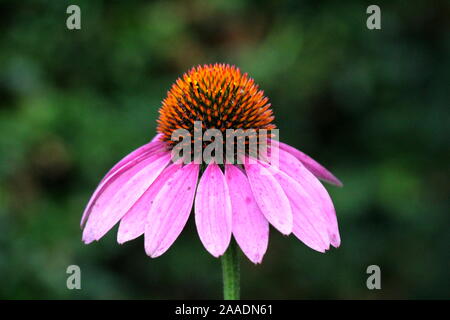 Narrow-leaved purple coneflower or Echinacea angustifolia or Blacksamson echinacea bright purple perennial flower with spiky and dark brown to red Stock Photo