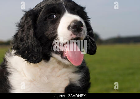 Hundeportrait vor ländlicher Gegend, Mischling aus Border-Collie und Deutsch-Langhaar Stock Photo