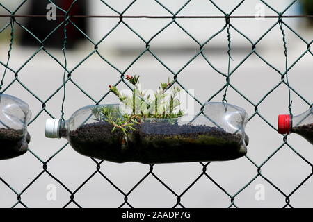 Row of homemade flower pots made from recycled plastic bottles tied to wire fence with wet soil and Moss rose or Portulaca grandiflora or Rose moss Stock Photo