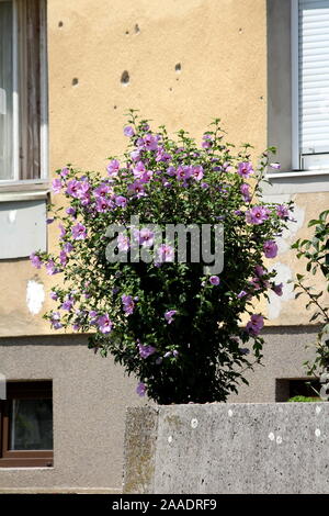 Small bush shaped Hibiscus syriacus or Rose of Sharon or Syrian ketmia or Rose mallow or St Josephs rod flowering hardy deciduous shrub plant filled Stock Photo