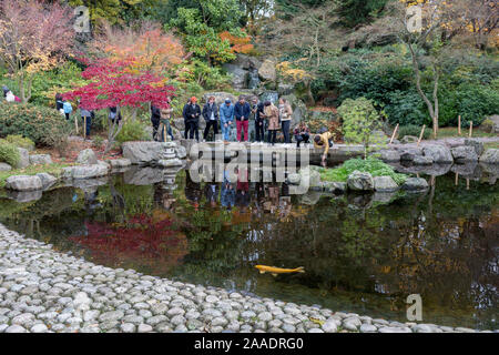 Visitors to the Kyoto Garden look into the water to see koi carp in Holland Parks’ Kyoto Garden, on 17th November 2019, in London, England. The Kyoto Garden was opened in 1991. It was a gift from the city of Kyoto to commemorate the long friendship between Japan and Great Britain. Today, the Kyoto Garden is a popular part of Holland Park – but it’s not the only Japanese garden in this green space. In July 2012, the Fukushima Memorial Garden was officially opened. It commemorates the gratitude of the Japanese people to the British people for their support following the natural disasters that st Stock Photo