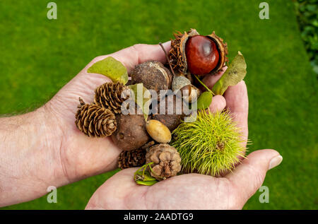 Close up of person man holding a selection collection of tree seeds chestnut acorn conkers pine cones in autumn England UK Great Britain Stock Photo