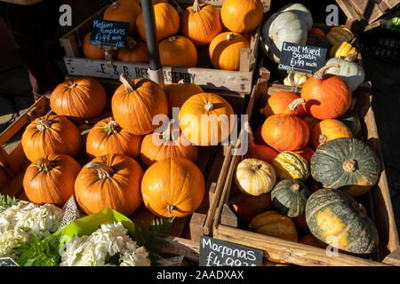 Close up of pumpkins and mixed squashes for sale on a fruit and vegetable veg market stall North Yorkshire England UK United Kingdom GB Great Britain Stock Photo