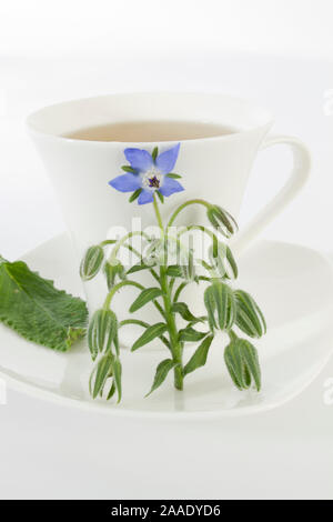 Borretschpflanze an Teetasse Stock Photo