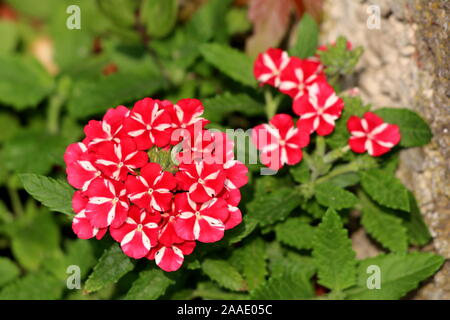 Verbena Sweet dreams Voodoo star plant with bell shaped flower clusters of vivid red and peachy white starred flowers surrounded with dense green Stock Photo