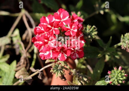 Verbena Sweet dreams Voodoo star plant with bell shaped flower clusters of open blooming vivid red and peachy white starred flowers Stock Photo