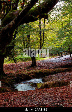 magic forest in the basque country Stock Photo