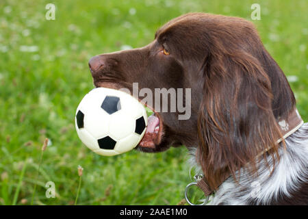 Kleiner Münsterländer mit Ball Stock Photo