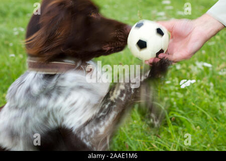 Kleiner Münsterländer spielt mit Ball Stock Photo