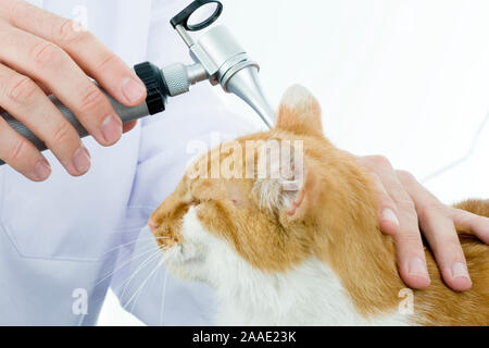Katze bekommt Ohren untersucht Stock Photo