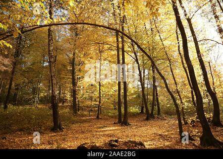 Golden leaves of trees in autumn forest highlighted by late sun. Stock Photo