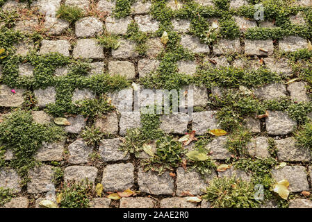 Covering the street with gray paving stones overgrown with green moss. Stock Photo
