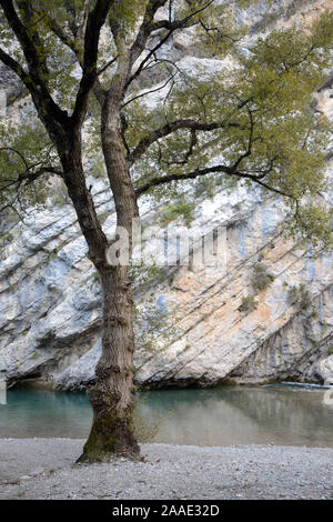 Black Poplar Tree, Populus nigra, and Rock Strata on Cliffs of the Verdon Gorge and Verdon River Alpes-de-Haute-Provence Provence France Stock Photo