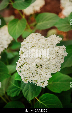 Blooming white hydrangea on a bush, Hortensia, in the garden. Gardening is a hobby. Stock Photo