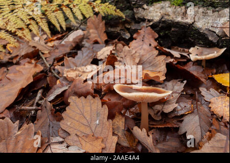 Gilled Lactarius mushroom fungus on deciduous woodland forest floor amongst oak and beech leaves Stock Photo
