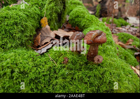 Common dark green tamarisk moss, Thuidium tamariscinum, covered silver birch stump decayed in deciduous woodland with slug crawling over honey fungus Stock Photo