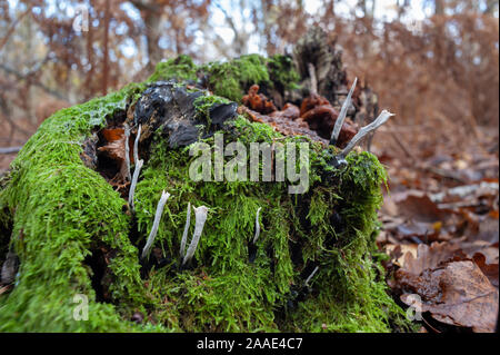 Common dark green tamarisk moss, Thuidium tamariscinum, covered silver birch stump decayed in deciduous woodland with candlesnuff Xylaria hypoxylon Stock Photo