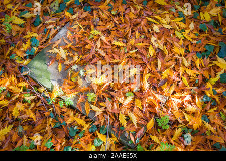 A golden brown carpet of leaves fallen from a Cut leaf Beech tree make a natural scene in close-up in November in an English garden in UK Stock Photo