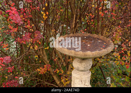 Frozen water in concrete stone cast bird bath, a sign of winter and frosty, freezing weather, hardship for wildlife, with Berberis thunbergii shrub Stock Photo