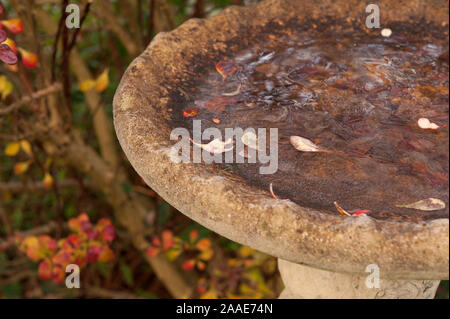 Frozen water in concrete stone cast bird bath, a sign of winter and frosty, freezing weather, hardship for wildlife, with Berberis thunbergii shrub Stock Photo