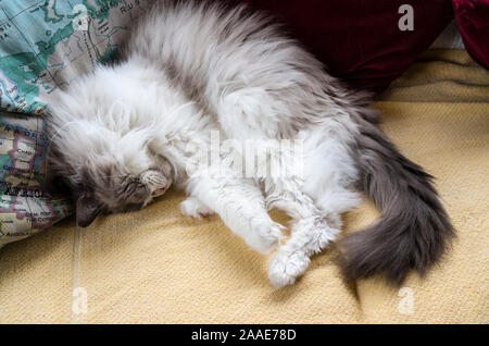 A fluffy white domestic Ragdoll cat sleeping in an ungainly position on a sofa indoors Stock Photo