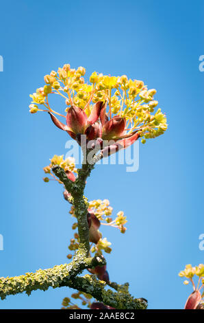 Diminutive pale yellow flowers on a Field Maple tree precede the arrival of foliage in Spring Stock Photo