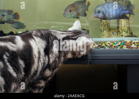 Close-up of a naughty cat hunting fishes in a water tank Stock Photo