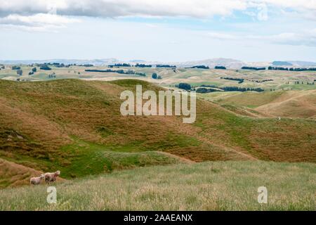 Heard of sheep in pasture, North Island, New Zealand Stock Photo