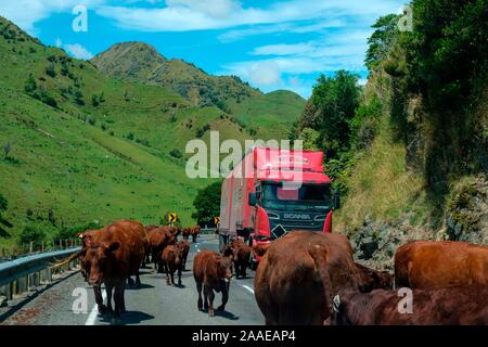 Highway 2 with cattle and traffic, Matawai, Gisborne Region, North Island, New Zealand Stock Photo