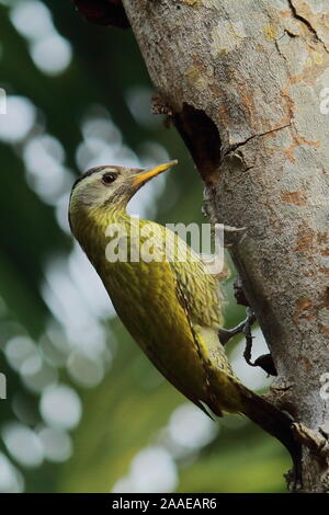 a female streak throated woodpecker (picus xanthopygaeus) trying to build a nest, chintamoni kar bird sanctuary near kolkata, west bengal in india Stock Photo