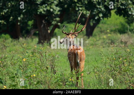chital deer or cheetal deer or spotted deer (axis axis) in bandipur national park (nilgiri biosphere reserve), karnataka in india Stock Photo