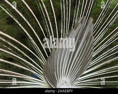 Abstract close up of underside of peacock feathers Stock Photo